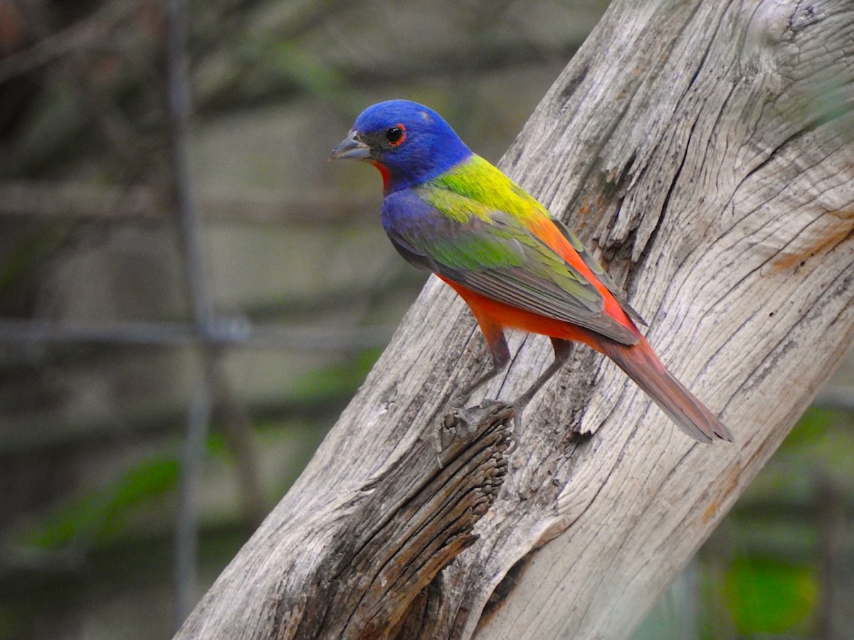 Painted Bunting - ML106491121