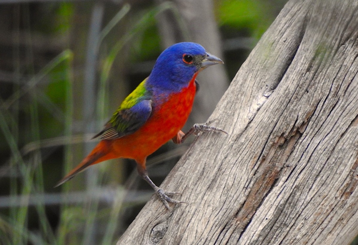 Painted Bunting - ML106491141