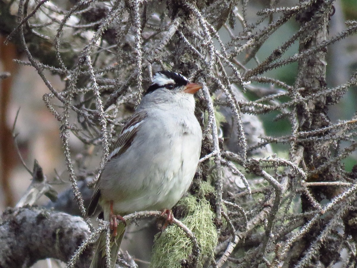 White-crowned Sparrow - ML106491271