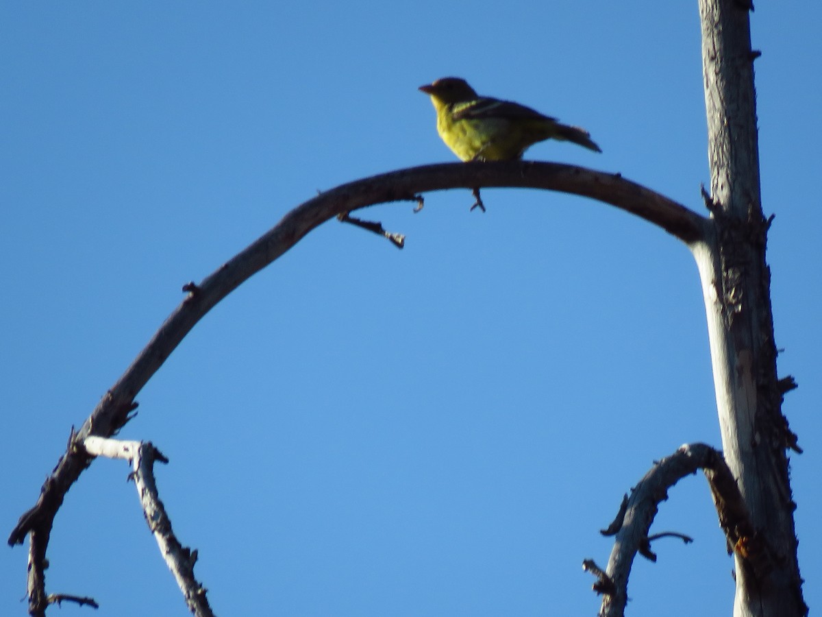 Western Tanager - ML106491331