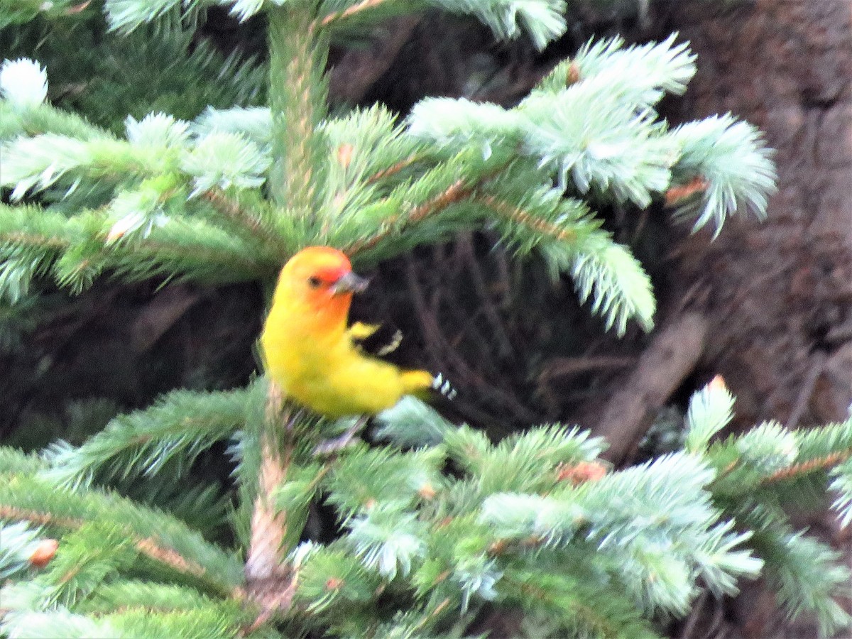 Western Tanager - ML106491471