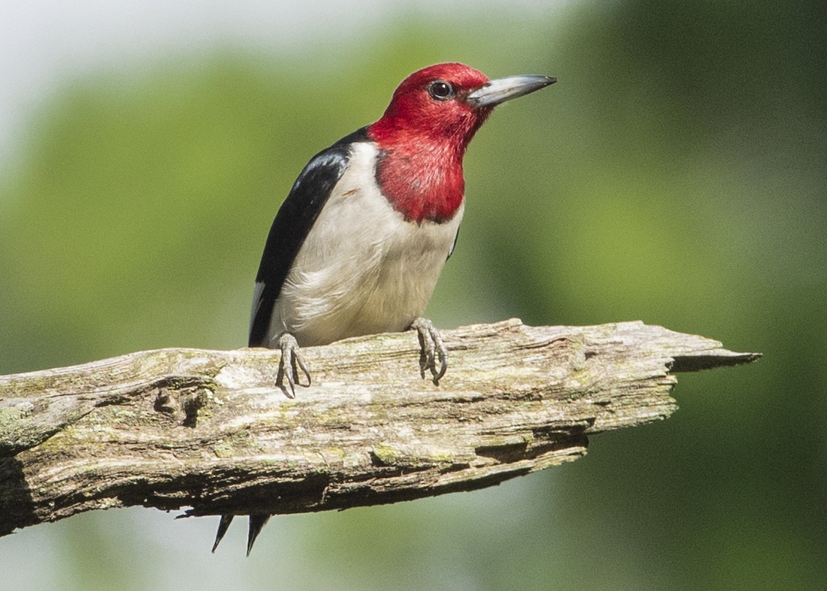 Red-headed Woodpecker - Michael Linz