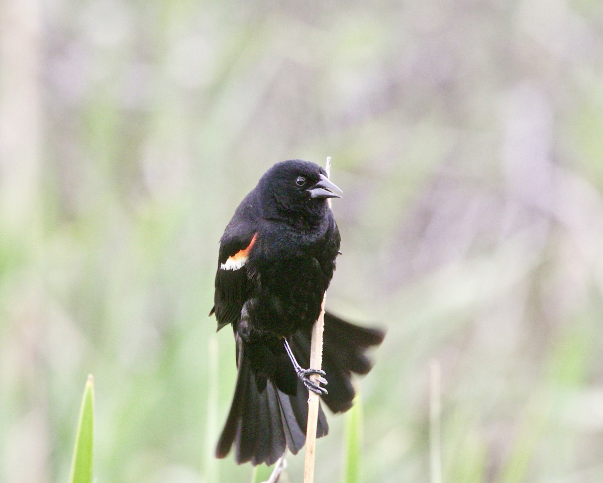 Red-winged Blackbird - Dave Bengston