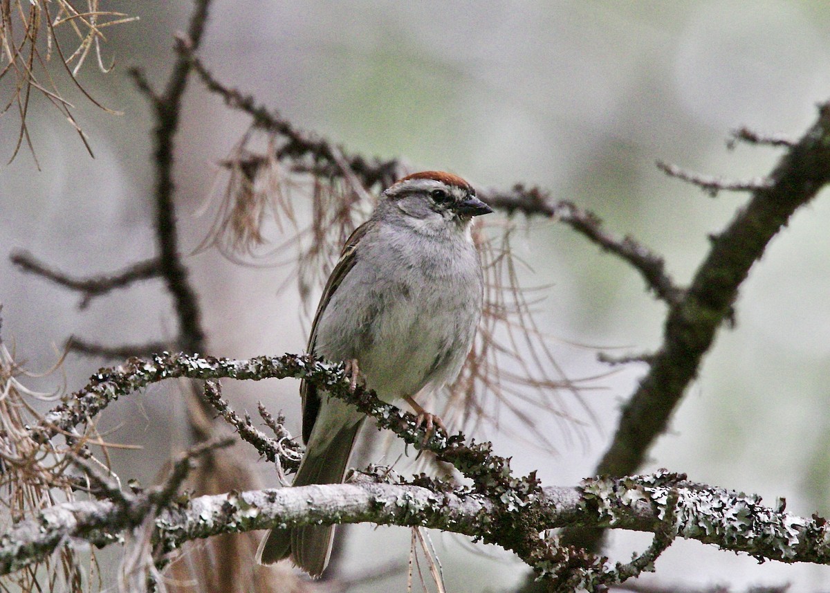 Chipping Sparrow - ML106495911