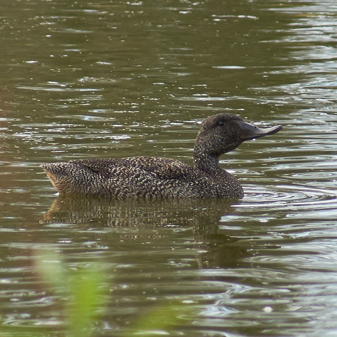 Freckled Duck - ML106497241