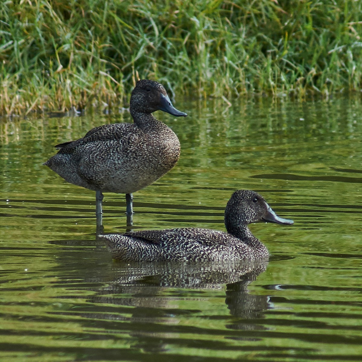 Freckled Duck - ML106497261