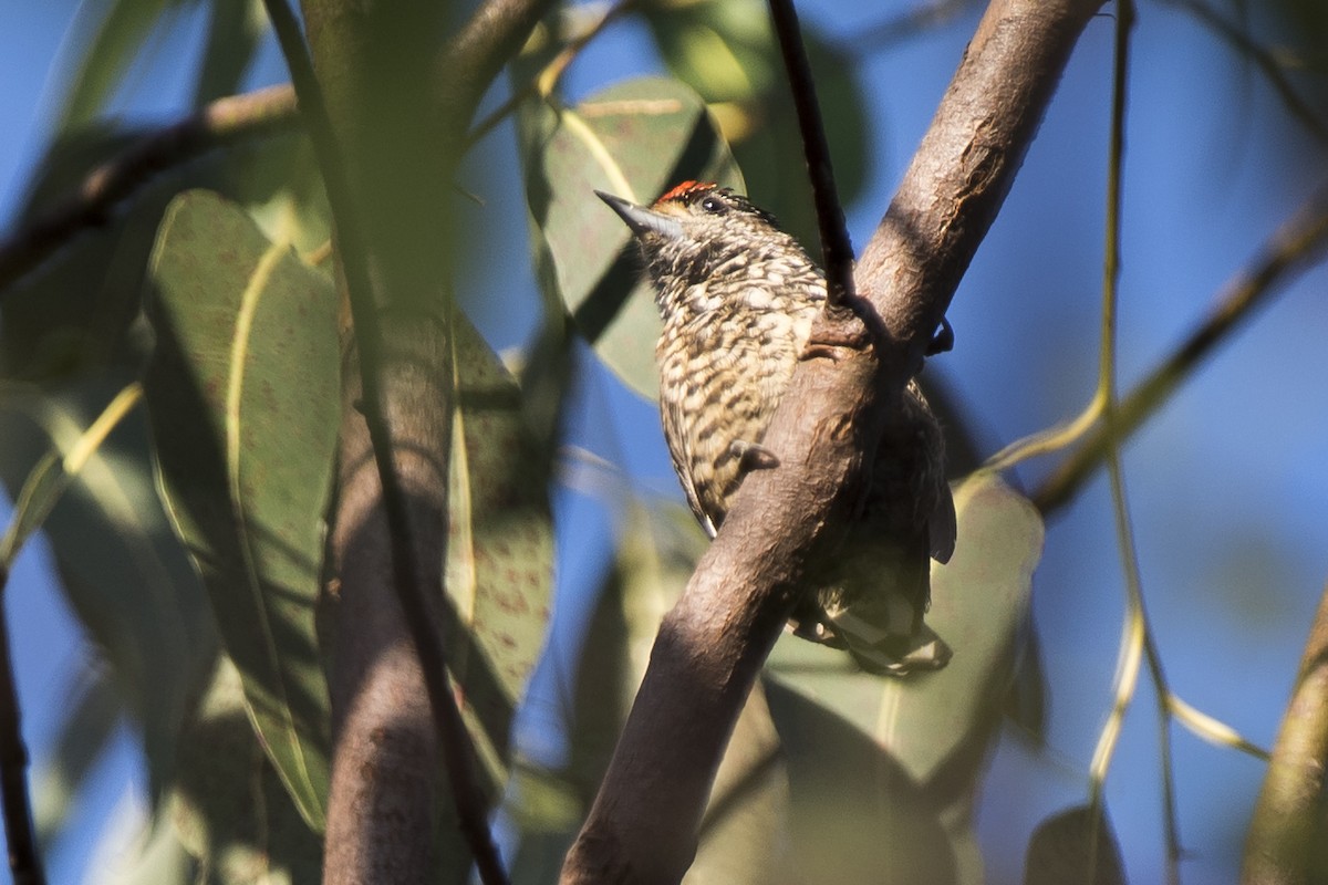 White-wedged Piculet - ML106498641