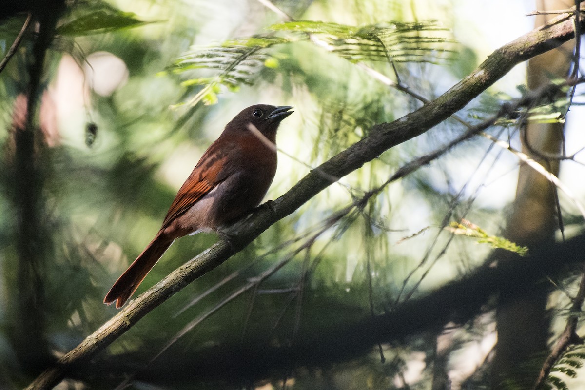 Red-crowned Ant-Tanager - ML106499031