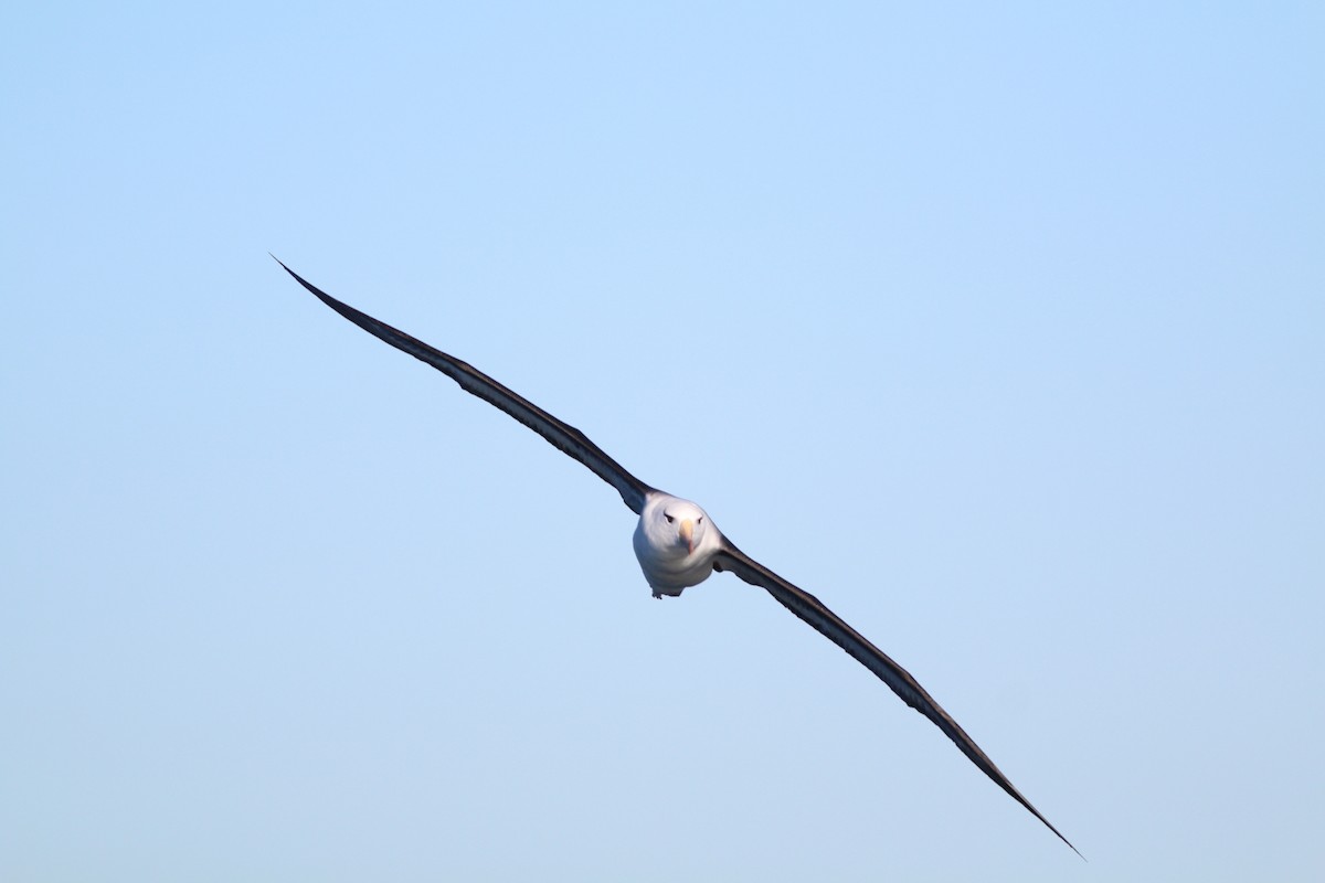 Black-browed Albatross - Prue Reid