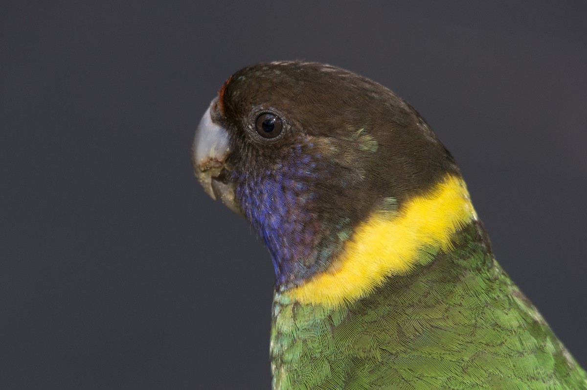Sarı Yakalı Papağan (semitorquatus) - ML106500031