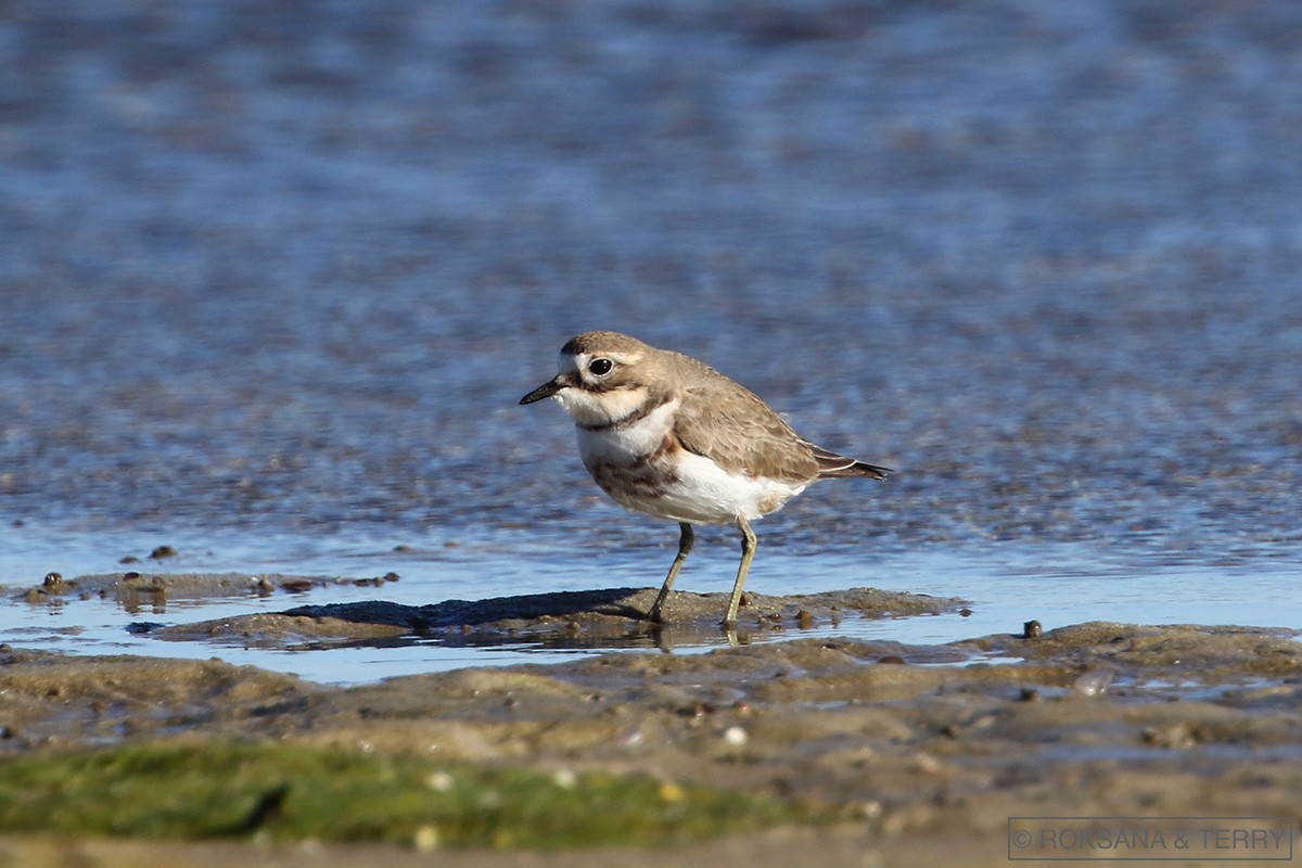 Double-banded Plover - Roksana and Terry