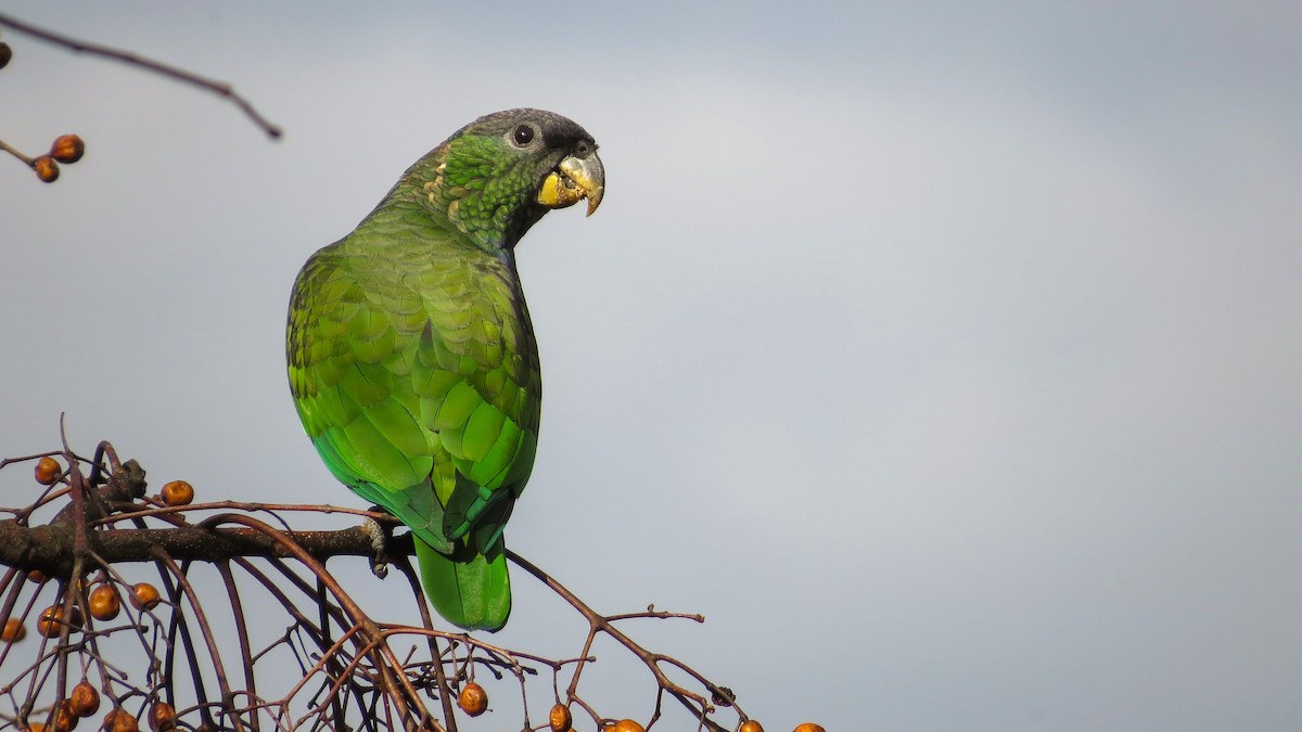 Scaly-headed Parrot - ML106501711