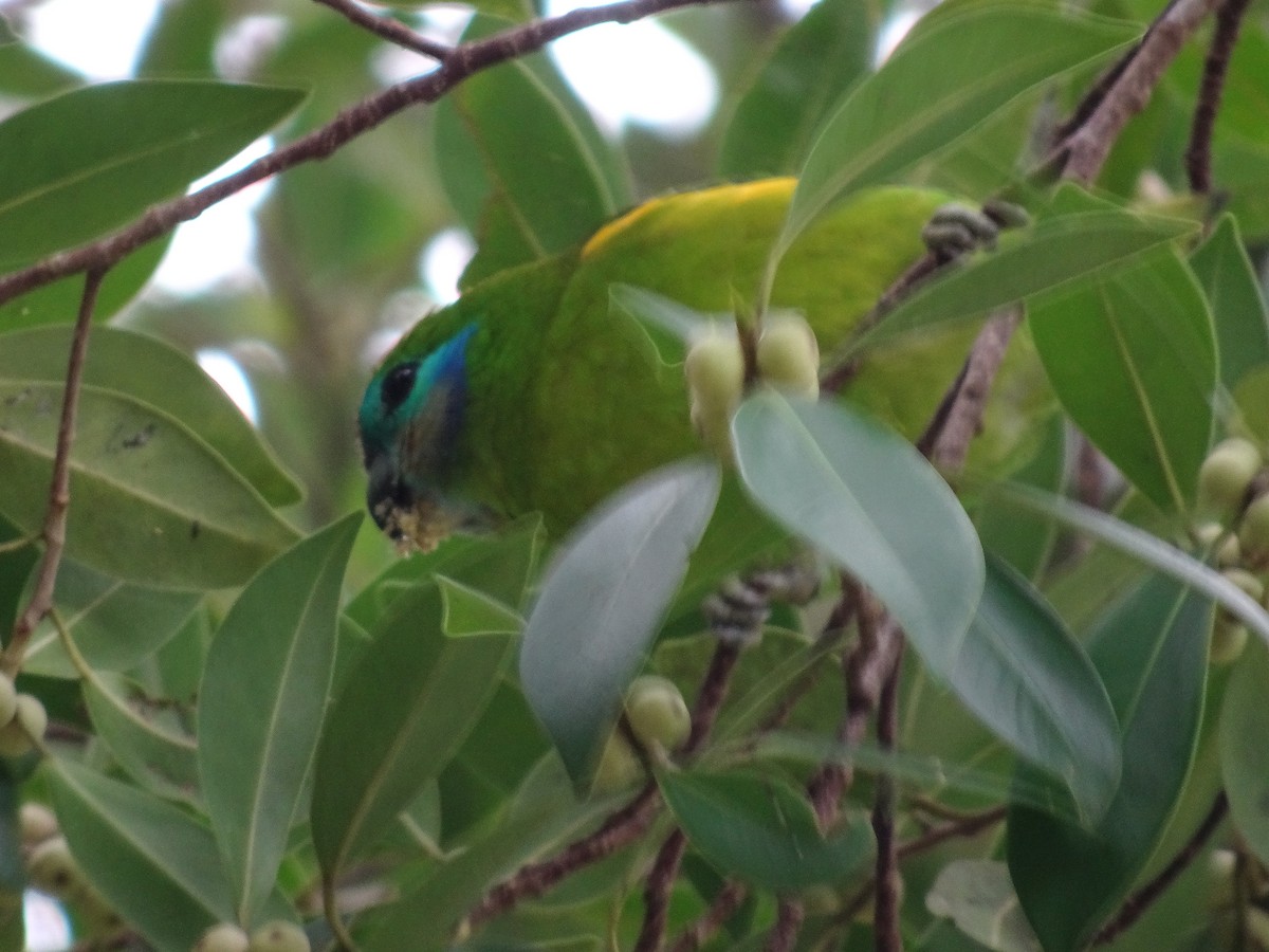 Double-eyed Fig-Parrot - Ramit Singal