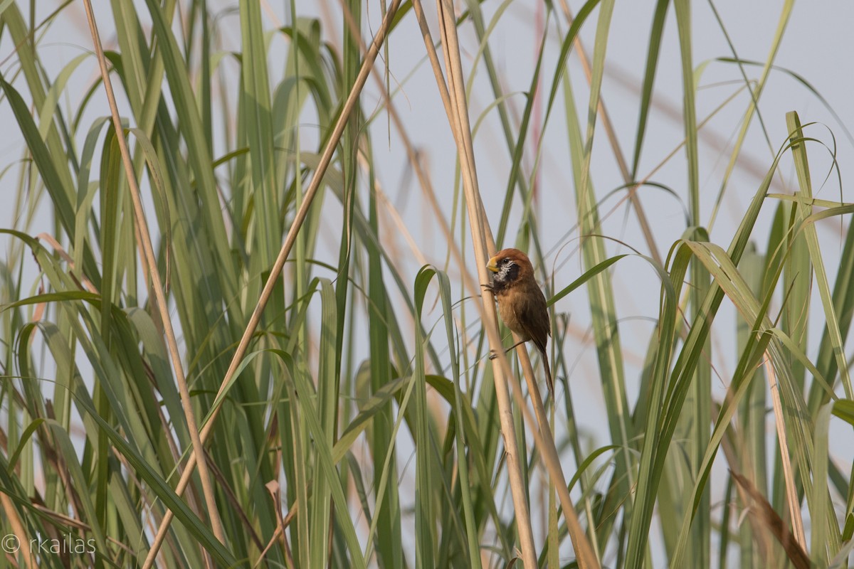 Black-breasted Parrotbill - ML106502891