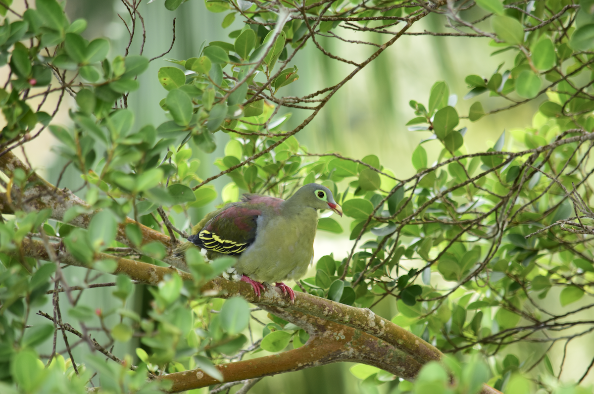 Thick-billed Green-Pigeon - Adolfo Castro