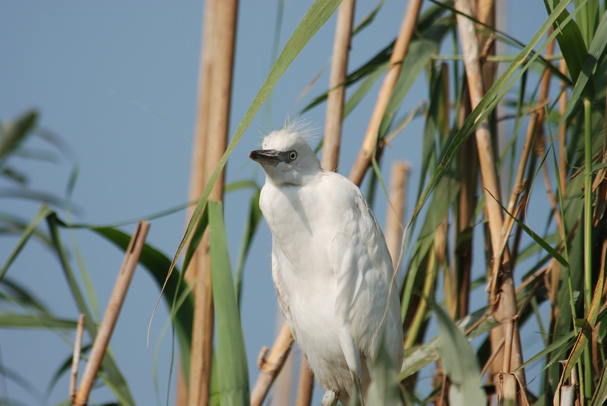Western Cattle Egret - Ray Scally