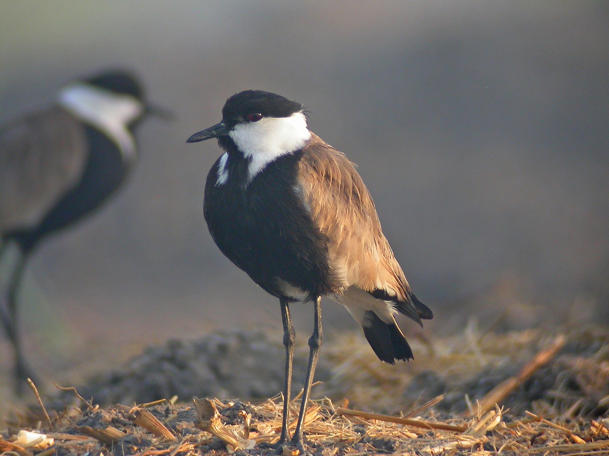Spur-winged Lapwing - ML106506131