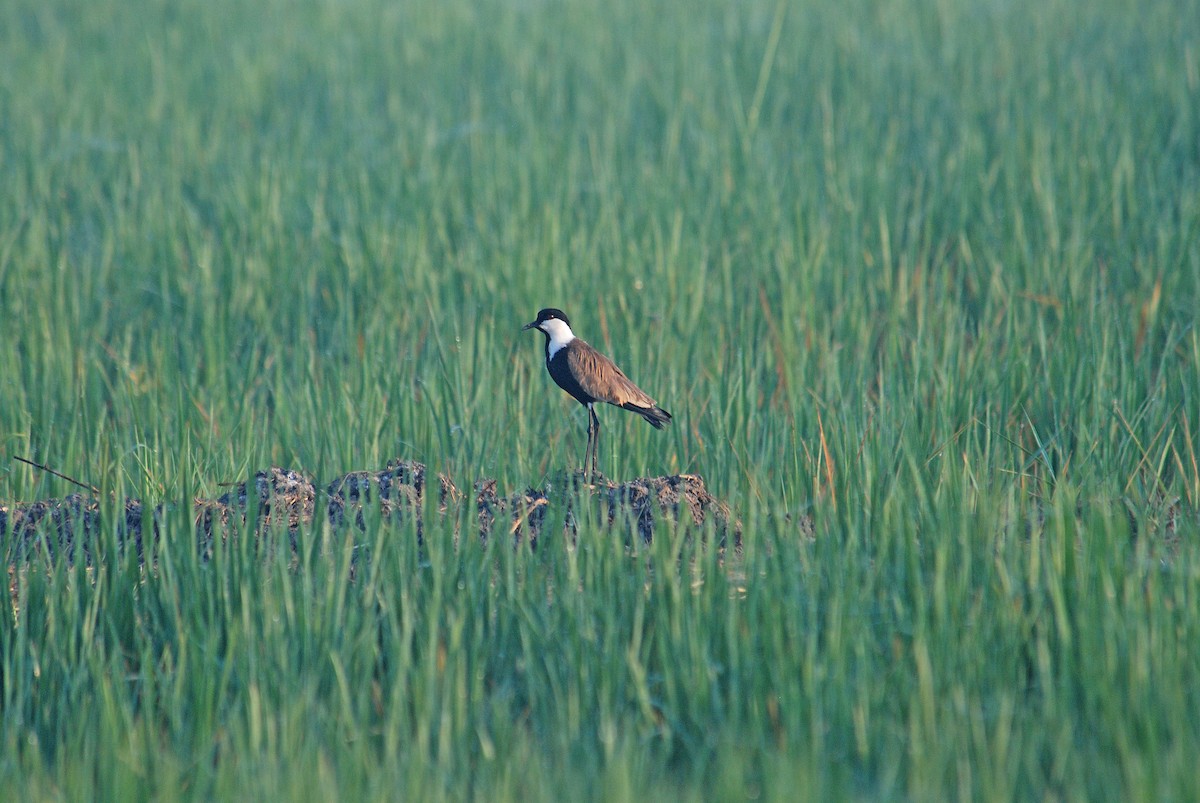 Spur-winged Lapwing - ML106506151