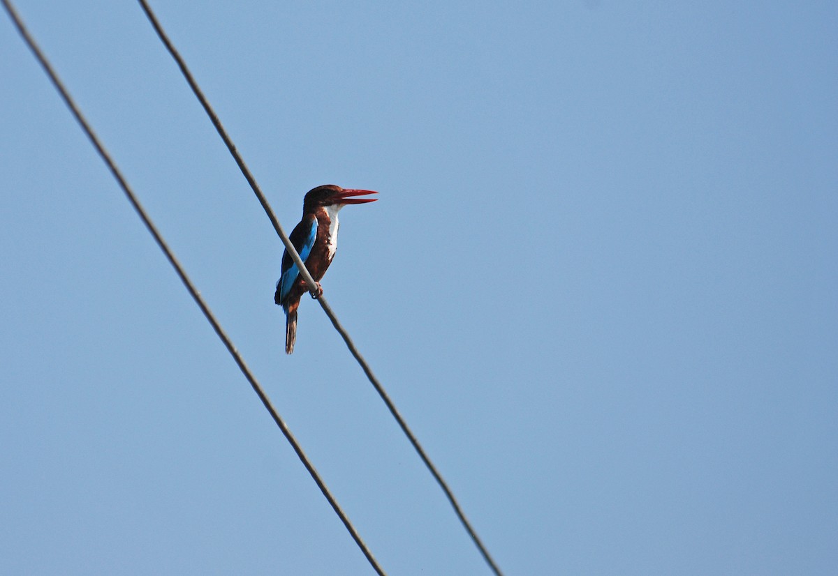 White-throated Kingfisher - Ray Scally