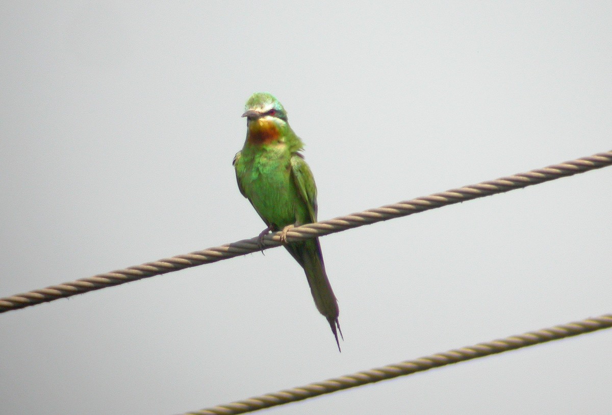 Blue-cheeked Bee-eater - Ray Scally