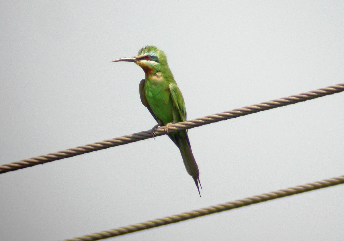 Blue-cheeked Bee-eater - ML106506341