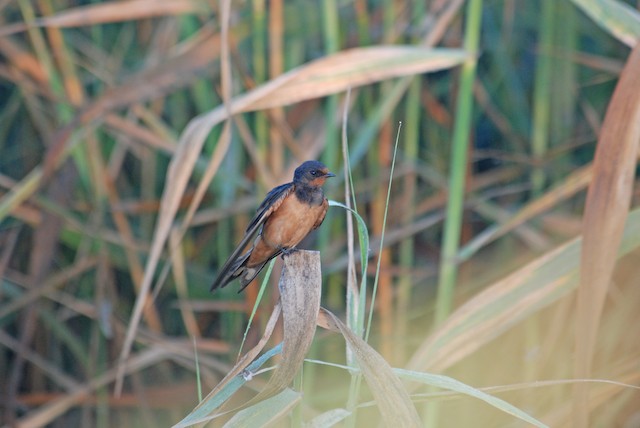 Barn Swallow (Egypt). - Barn Swallow (Egyptian) - 