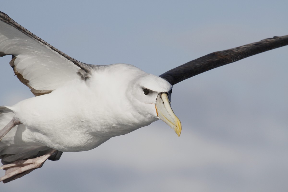 White-capped Albatross - Paul Brooks