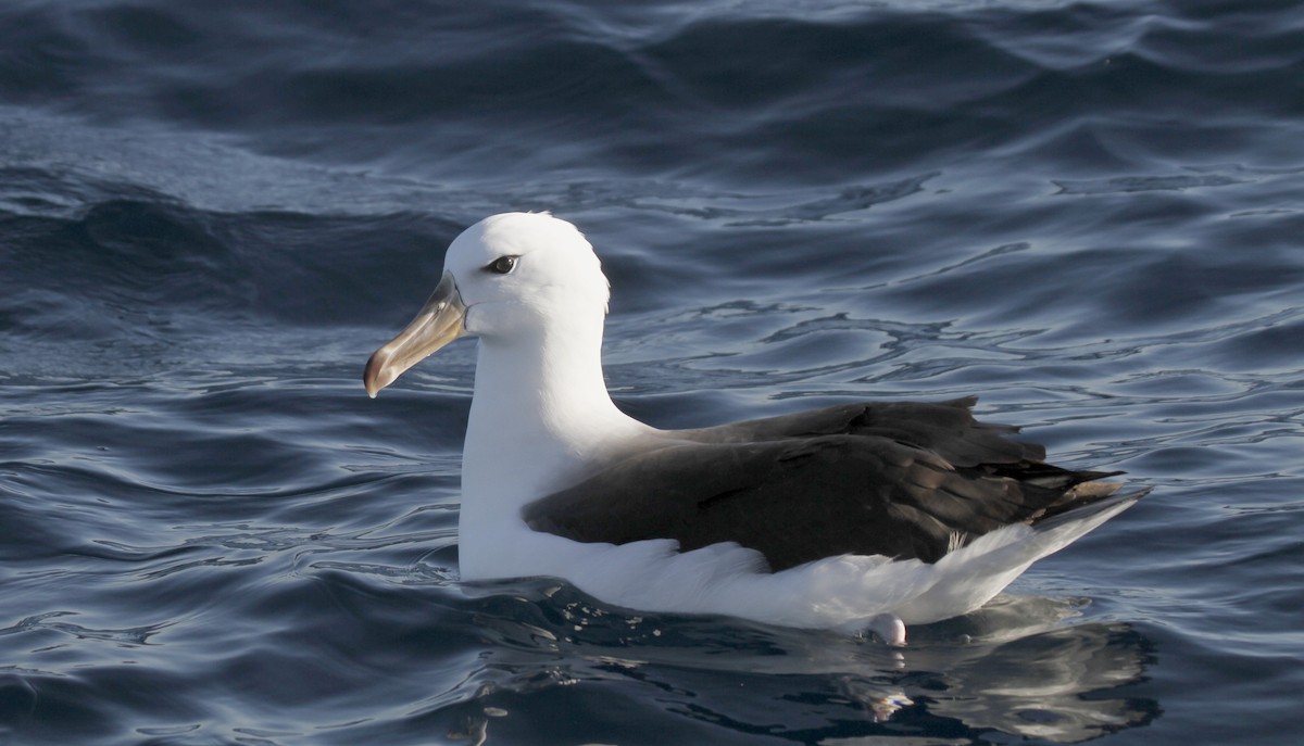 Black-browed Albatross - Paul Brooks