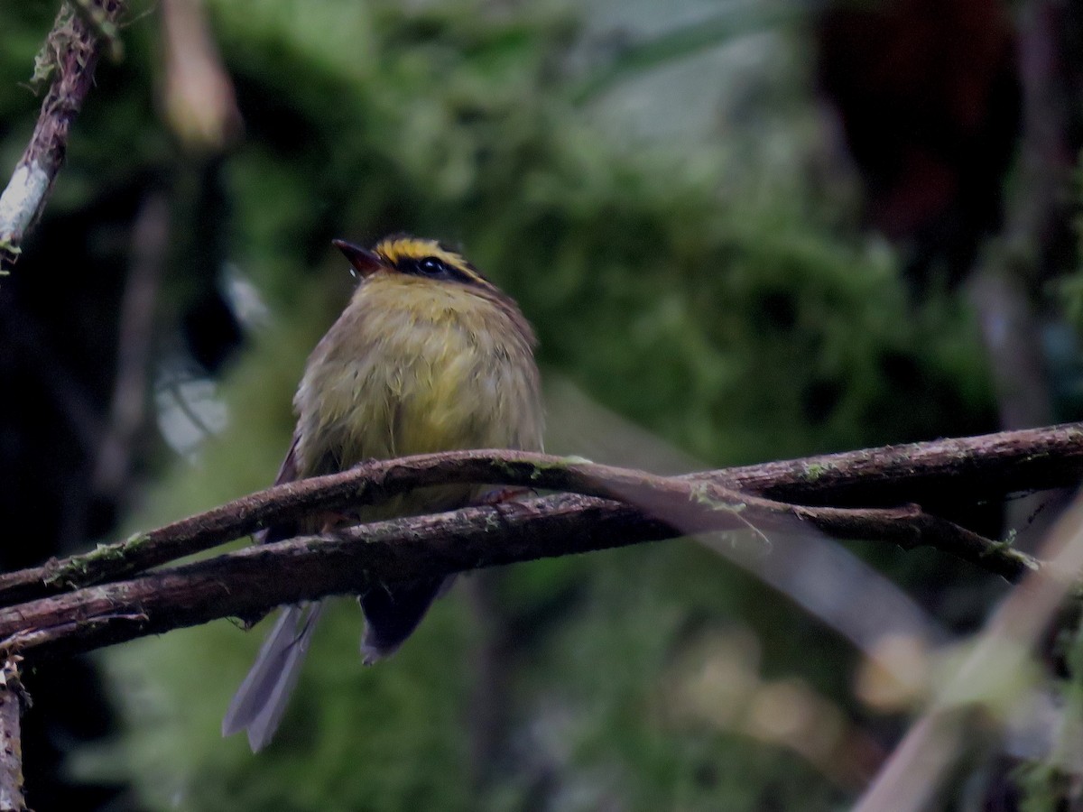 Yellow-bellied Chat-Tyrant - Iván Lau