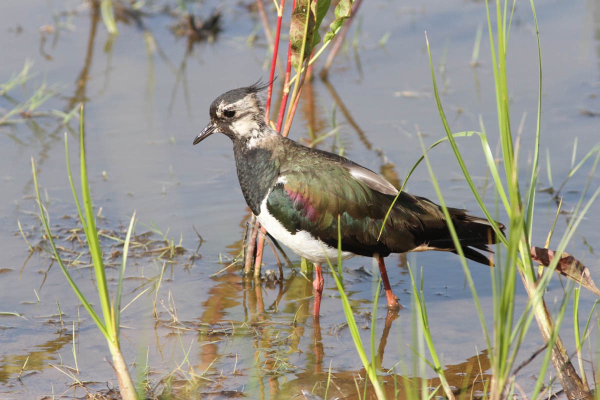 Northern Lapwing - Paul Hyde