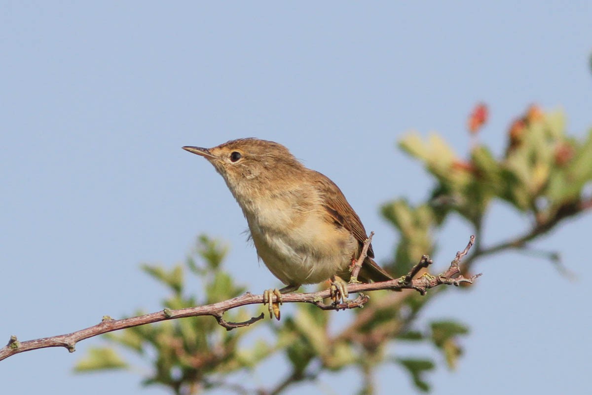 Common Reed Warbler - Paul Hyde