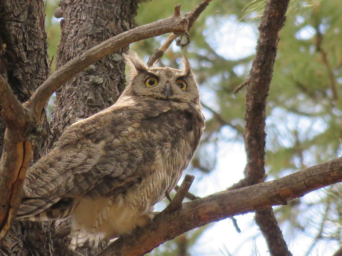 Great Horned Owl - ML106512611