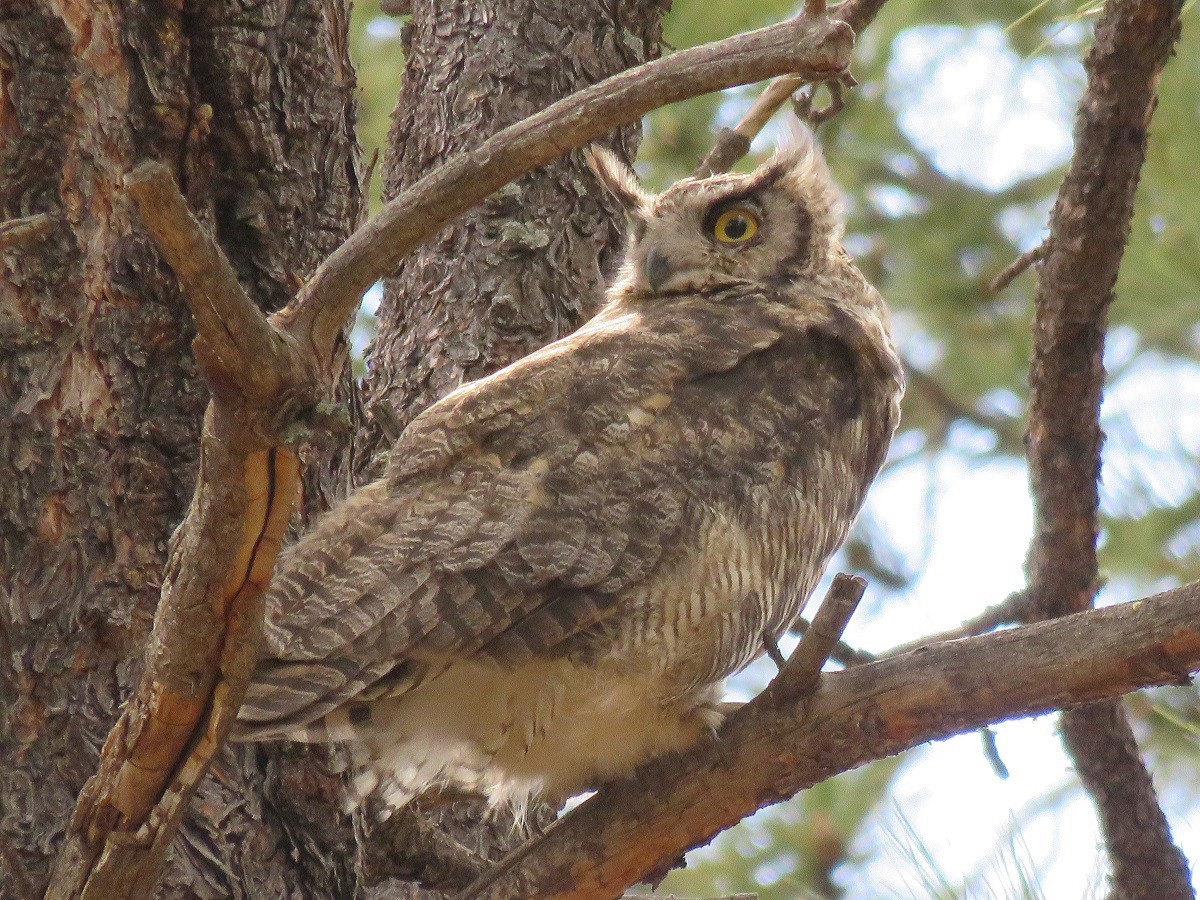 Great Horned Owl - ML106512621
