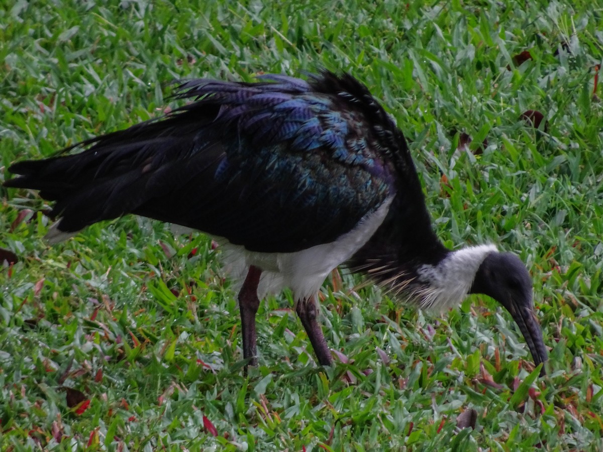 Straw-necked Ibis - Ramit Singal