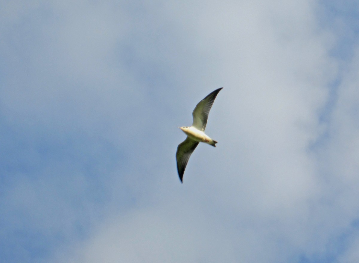 White-winged Tern - ML106517451