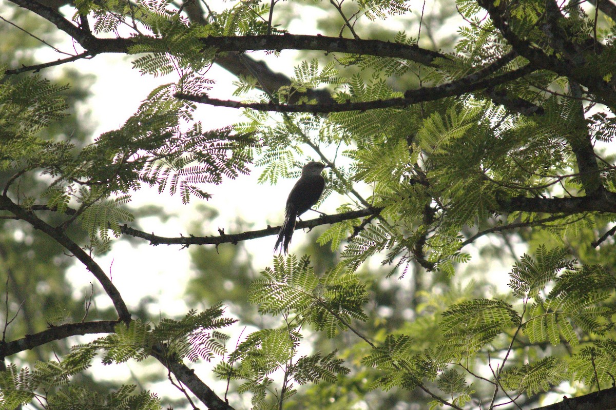 Tropical Mockingbird (Mayan) - LaLo Villanueva