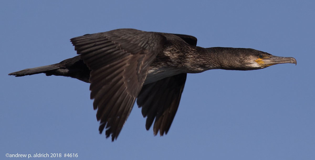 Great Cormorant - andrew aldrich