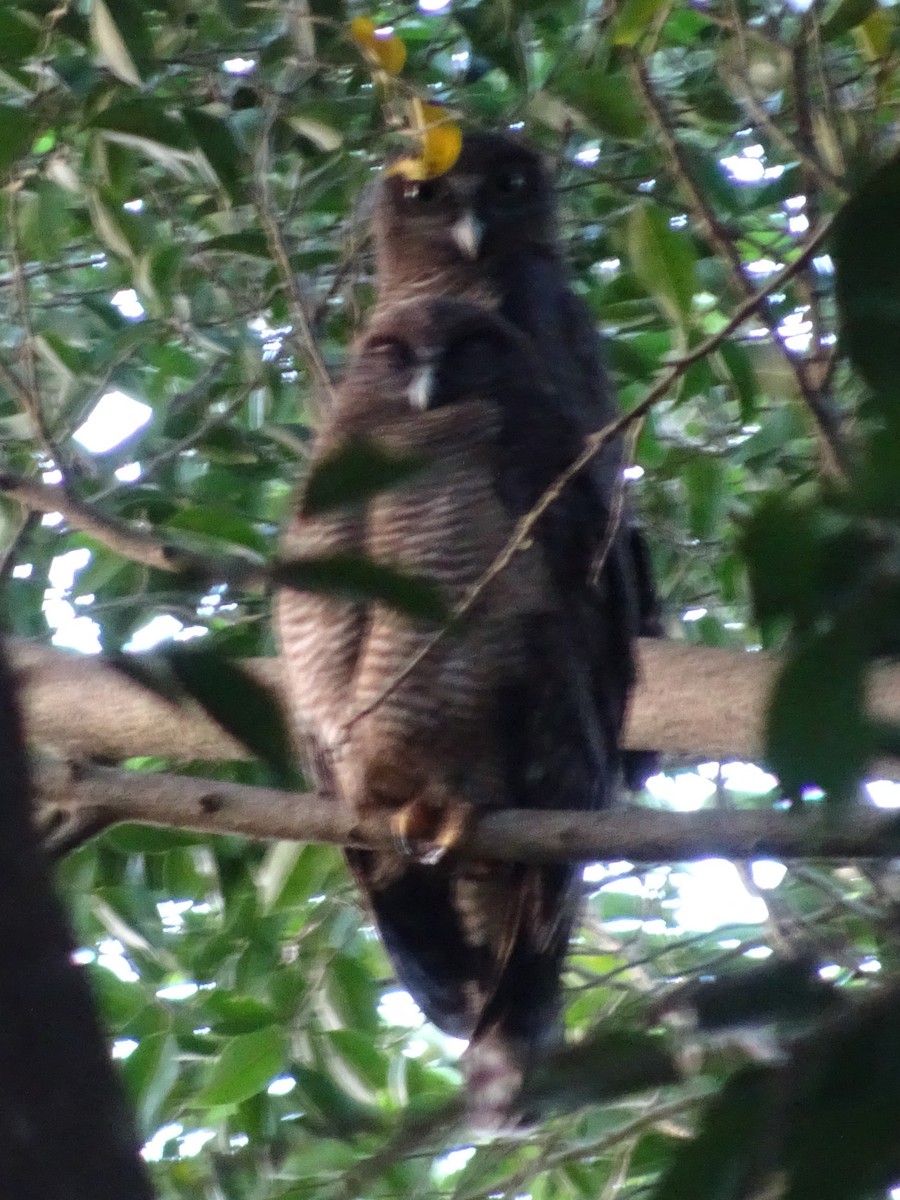 Rufous Owl - Ramit Singal