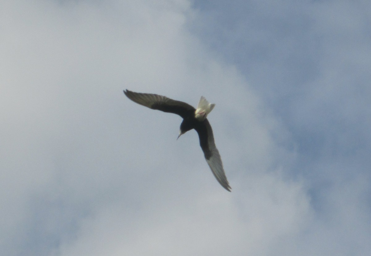 White-winged Tern - ML106520901