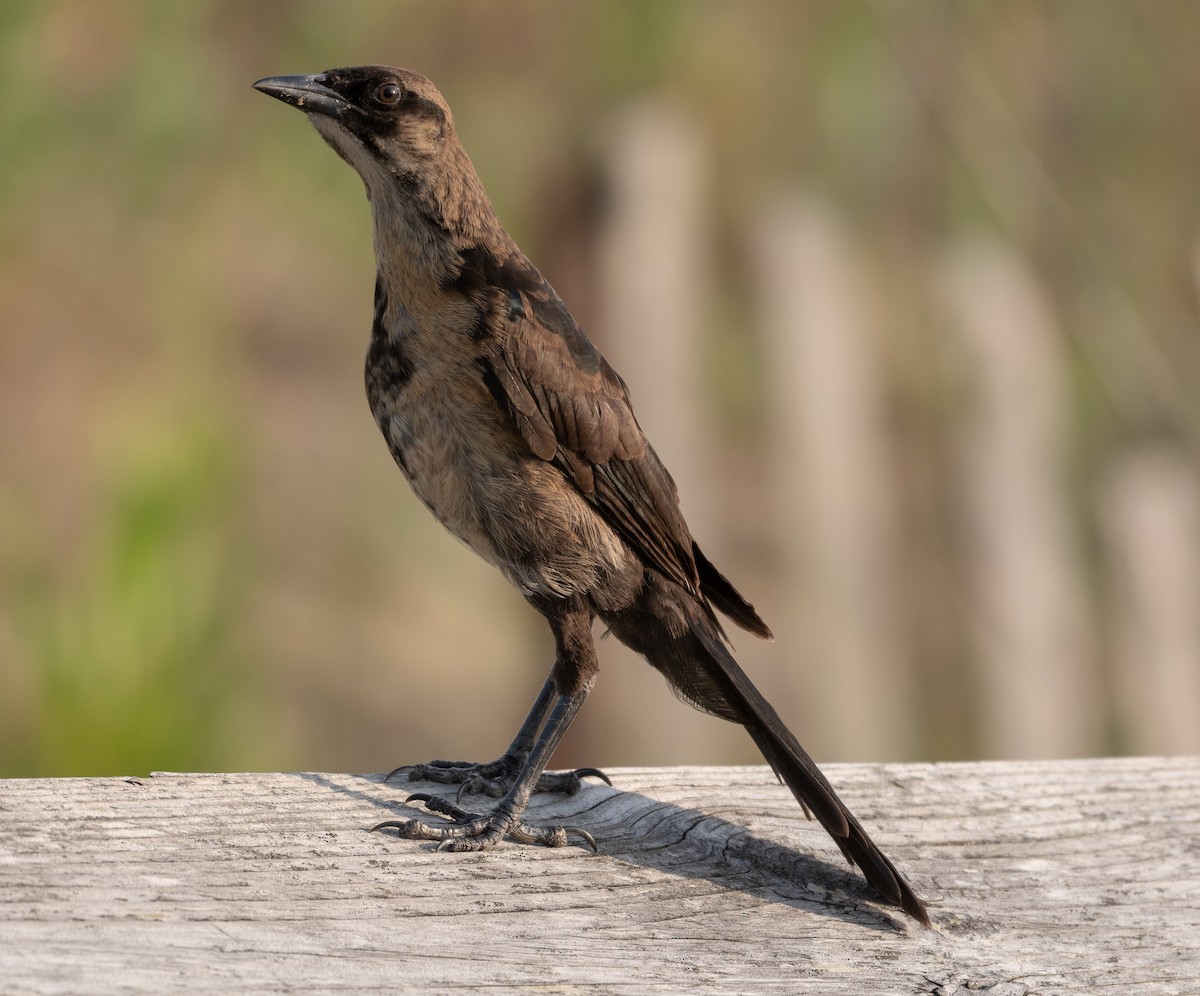 Boat-tailed Grackle - ML106521581