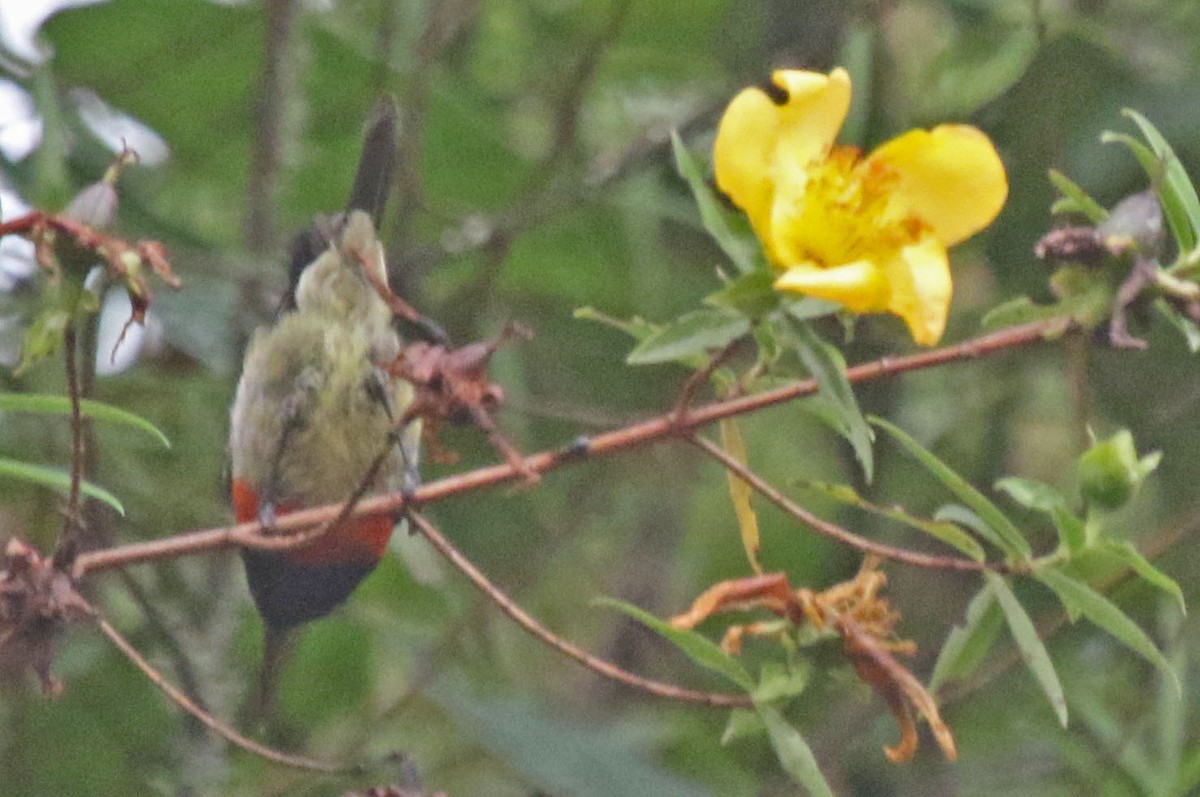 Eastern Double-collared Sunbird - Joan and/or George Sims