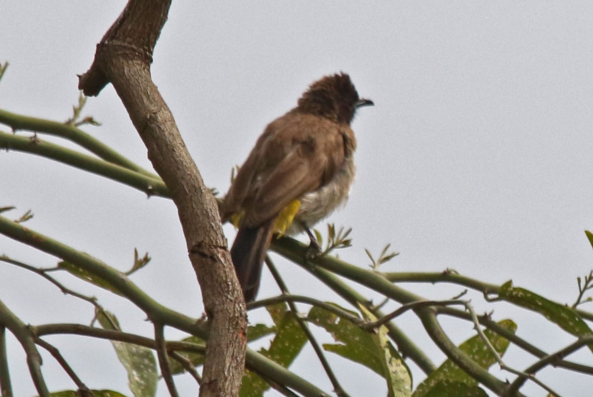 Common Bulbul - Joan and/or George Sims