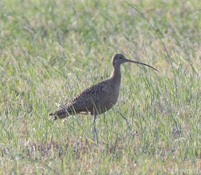 Long-billed Curlew - ML106526071