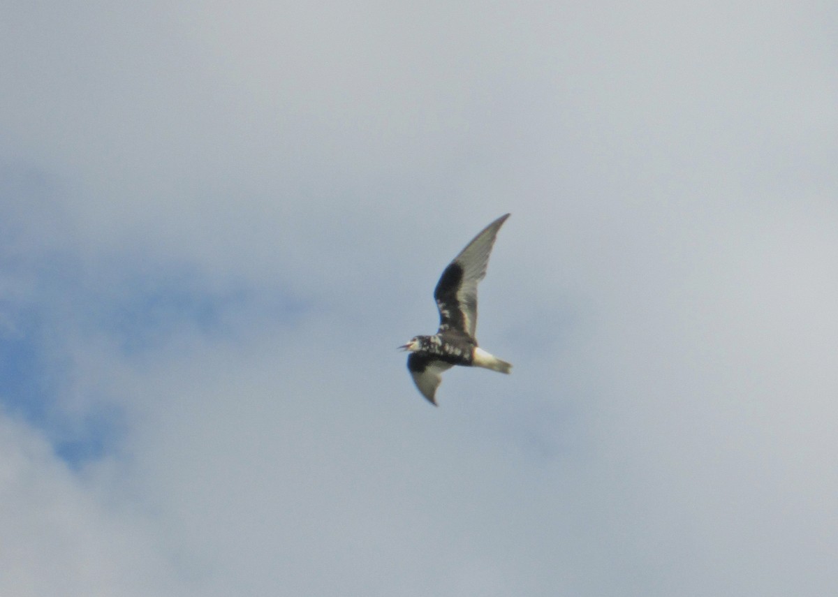 White-winged Tern - ML106526141