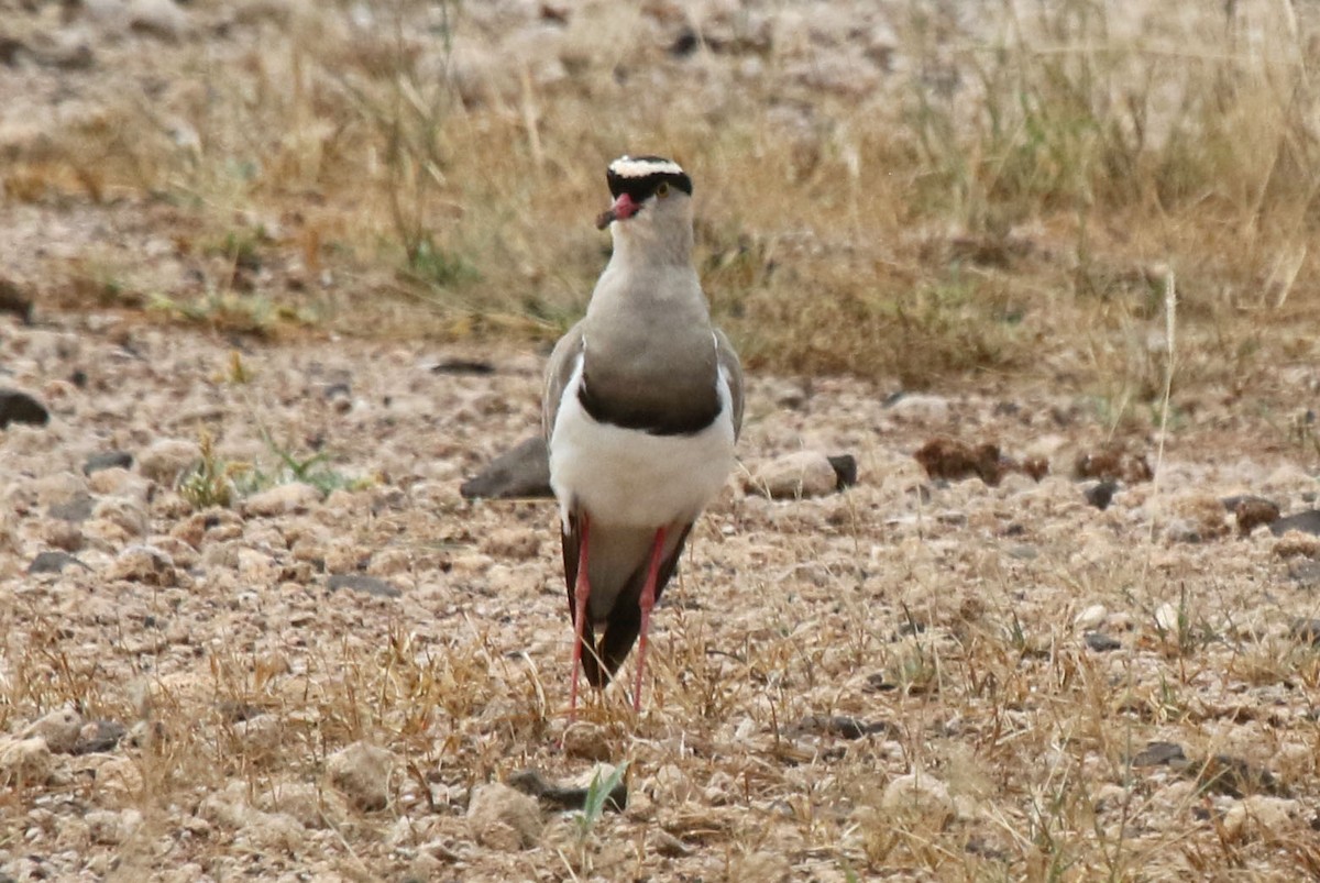 Crowned Lapwing - ML106526771