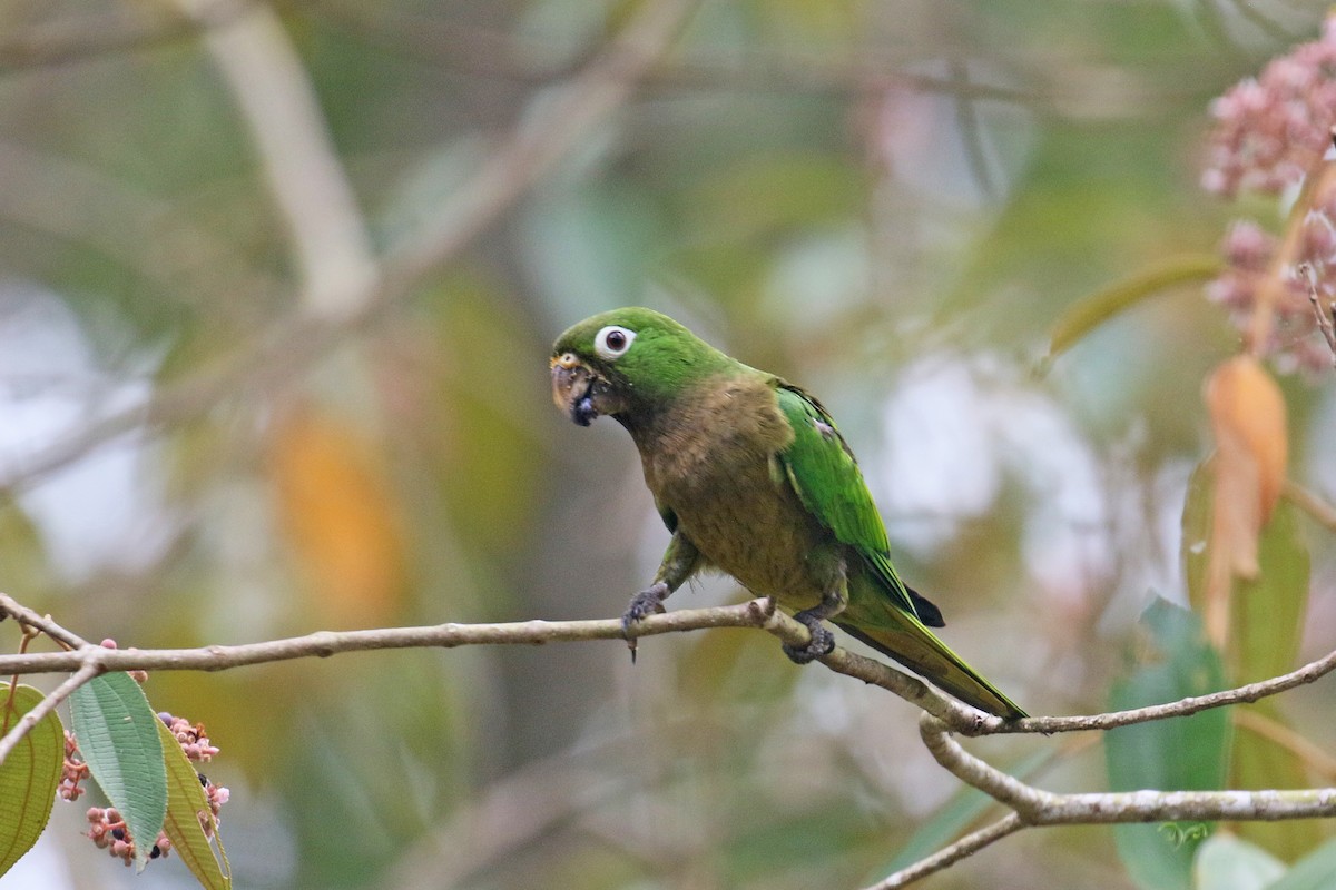 Olive-throated Parakeet - David Lang