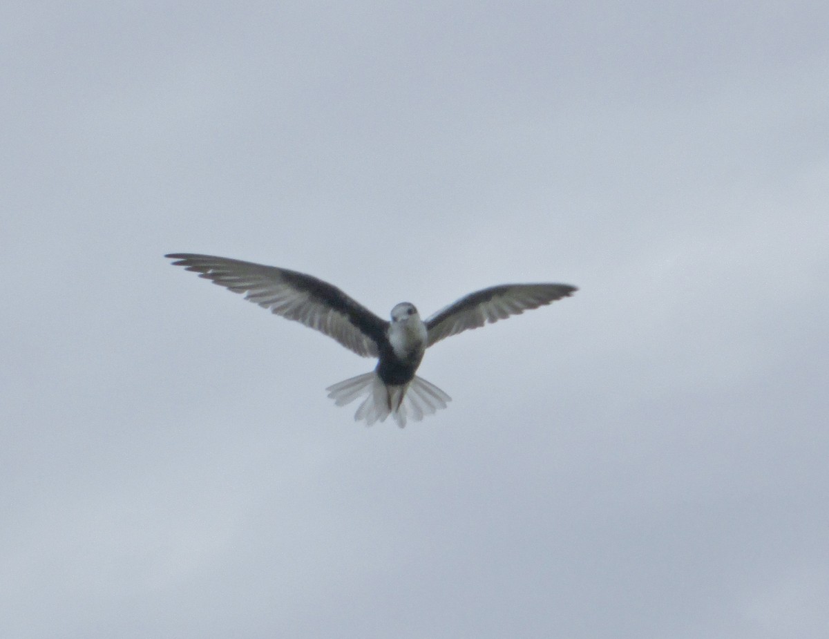 White-winged Tern - ML106528781