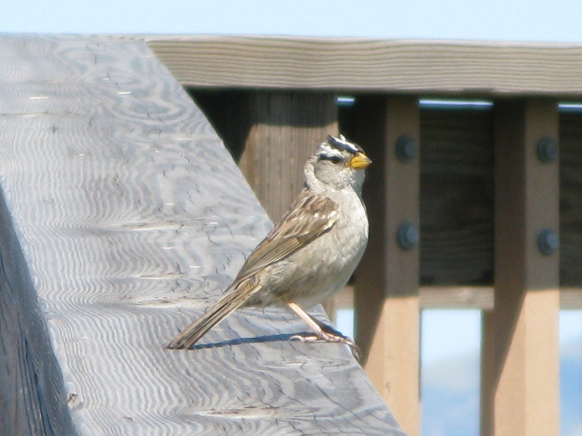 White-crowned Sparrow (nuttalli) - Sarah Spotten