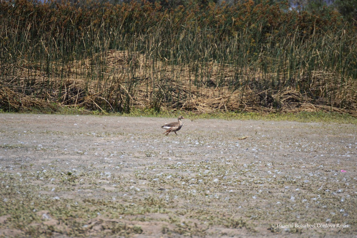 Greater White-fronted Goose - ML106532971