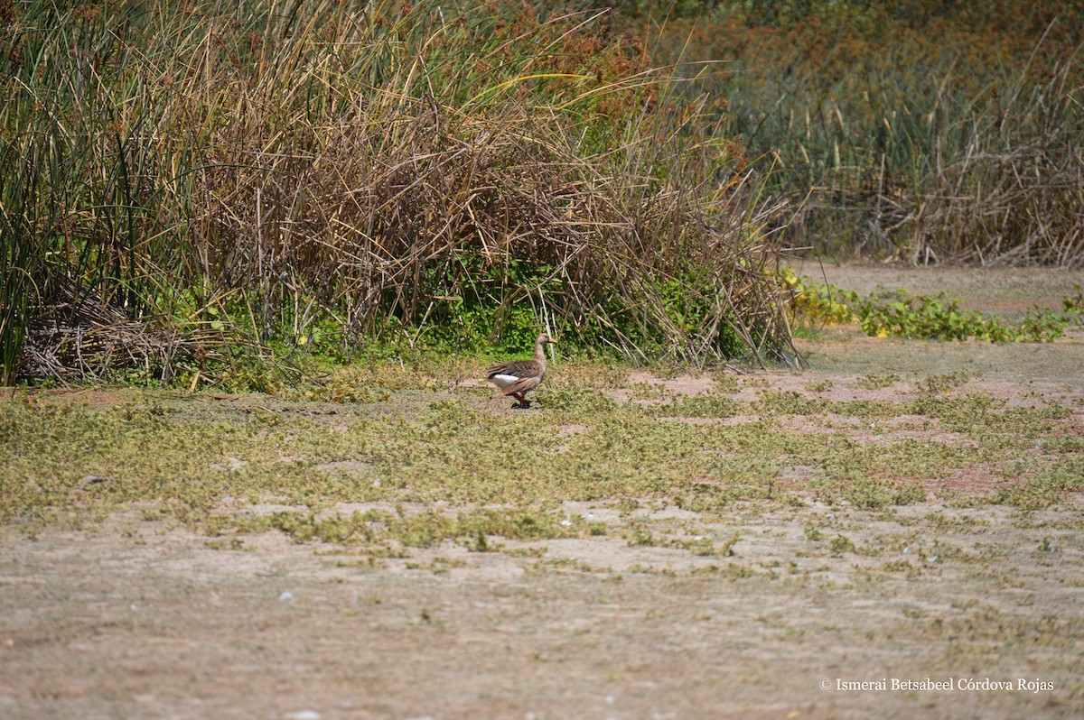 Greater White-fronted Goose - ML106532981